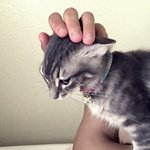 [고양이] <b>사막</b>의 고양이 smoky &amp; hottie 4탄