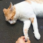 [드루와] 우리<b>집</b><b>앞</b> 길냥이랑 친해졌는데
