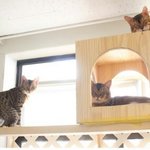 분양샵에서 이용당하다 버려진 뱅갈 냥이와 아<b>비니</b>시안 냥이가 구조되었어요