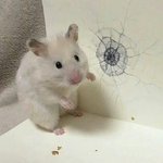 극혐)대왕피지짬 <b>미방</b>있슴