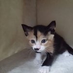 [<b>동행</b>세상] 엄마잃은 새끼냥 가족을 기다립니다.