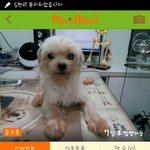 4일<b>후면</b> 안락사되는 말티아이 살려주세요.