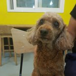 [<b>동행</b>세상] 가족으로 살다 보호소에 버려진 푸들 코난.