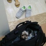 [강아지] 귀여운 요크셔 엄마와 딸 <b>단비</b>와 꼬꼬