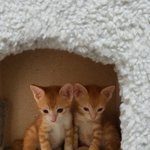 [고양이] 넌 나의 비타민! 귀여운 냥이들