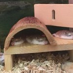 [주의] <b>잔인</b> 주의) 우리집 햄스터 녹아버림...;