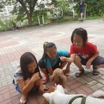 [<b>동행</b>세상] 가족으로 살다 보호소에 버려진 푸들 코난.