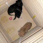 [고양이] 고양이가 회사에 새끼를 낳았어ㅠ