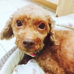 [유기견애견] 상처 많은 <b>희망</b>이의 새로운 보호자를 찾습니다.[퍼트려...
