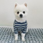 [강아지] 웃는강아지 두부네 2탄