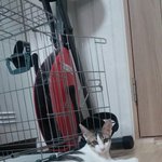[고양이] <서울, 인천, 경기><b>엘사</b>는 얼음공주가 아니었어요.....