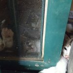 [고양이] <서울,인천,경기>공원 막걸리집에 들어와 낳은 아깽이...