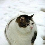 <b>뚱보</b>야 ㅅㄹㅎ