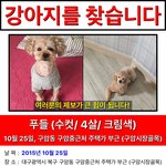 강아지를 찾아요..잃어버린 후로 우울증이 왔네요