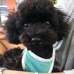 강아지 세마리 이야기