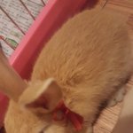 우리집 수지!(<b>귀욤</b>주의)