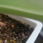 우리집 화분에 <b>버섯</b>핌