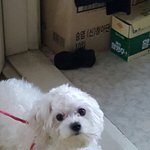 [도와주세요] 유기견 강아지 <b>임시</b>보호나 주인이나 예쁘게키워주실분...