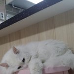 [고양이] 저는 잘 지내고 있습니다.