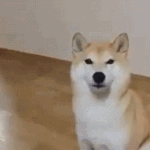 애니추천좀
