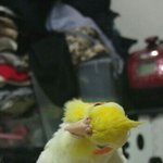 [꼭봐주세요] 날아가버린 강이를 찾아 주세요