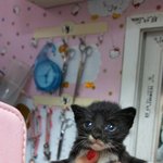 [고양이] 박스채 버려진 아깽이들