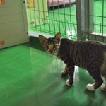 [고양이] 폐가에서 발견된 3개월 냥이 노이의 가족이 되어주세요...