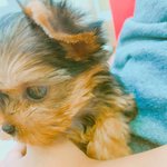 [EXO] 오늘 강아지 <b>분양</b>받았는데