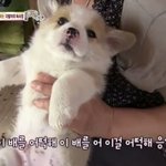 [조언부탁해] 다이어트중인데 뱌고파