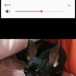 [도와주세요] 급합니다!!!강아지를찾습니다(미니핀)사례금있음