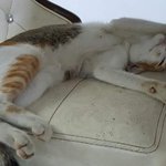 제가 오늘 처음 코기를봤는데요...와...