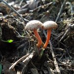 [댓글부탁해] 님들이<b>버섯</b>발견하면먹을거임?