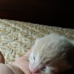 <b>파스텔</b>기다리신분들께