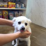 <b>구로</b>디지털단지에서 강아지를 주웠어요