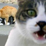 이것아 <b>이</b><b>짓</b>하지마