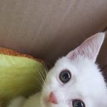 [고양이] 우리 귀염<b>둥이</b> 보구 가세요~!