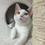 [퐁타네] 퐁타네는 <b>임보</b> 중