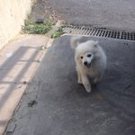 얼굴에하트가? 스피츠 <b>곰</b>이