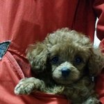 강아지 세마리 이야기 2