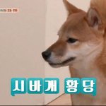 어거스트 디님이 아6dae 디스 해줫음 좋겟다 <b>feat</b>. 시혁방