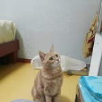 입양.분당.<b>아메</b>숏치즈태비믹스묘.2년.여아