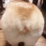 [EXO] 이거 인형같냐?