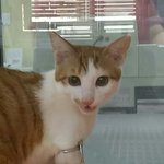 [고양이] 파스텔 입양하신 <b>나비</b>엄마님 아시는 분, 동물의료사고겪으신...