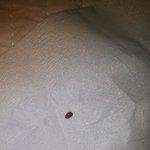 [방탈죄송] 이거 무슨벌레인지 아시는분?