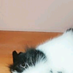 [드루와] 다<b>들노래</b>방갈때나만그래?ㅜ0