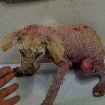 [도와주세요] 온몸이 <b>아픔</b>으로 멍들어버린 두 아이에게 희망을..