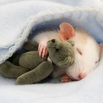 <b>인형</b> 꼬옥 껴안으니 '심쿵'