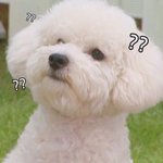 <b>이</b> <b>강아지</b> 아는사람