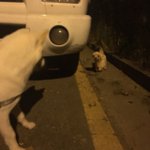 [동행세상] 수원 안락사에서 구조한 말티 아롱이 병원에 다녀왔습니다...