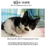 [고양이] "<b>니탓</b>이 아니야,넌잘못한게 없어" 달마시안 고양이...